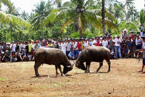 carabao_duel.jpg